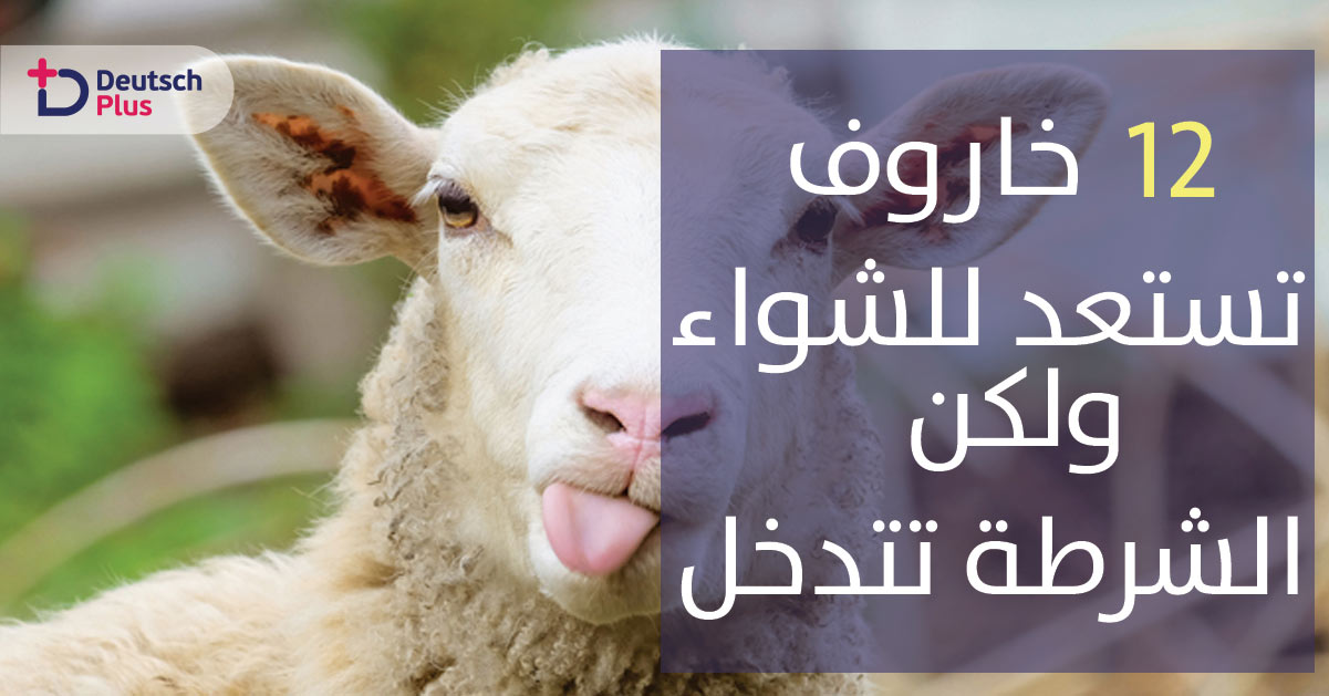 12 خروف تستعد للشواء و الشرطة تتدخل