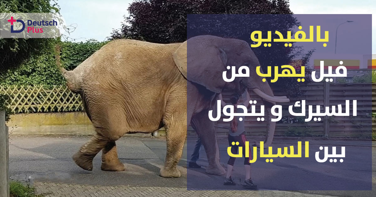 فيل يتجول بين السيارات في أحد الشوارع الألمانية