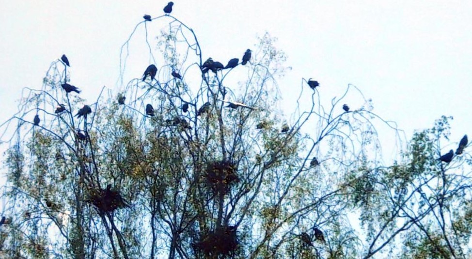 صوت الغربان يزعج سكان مدينة ألمانية