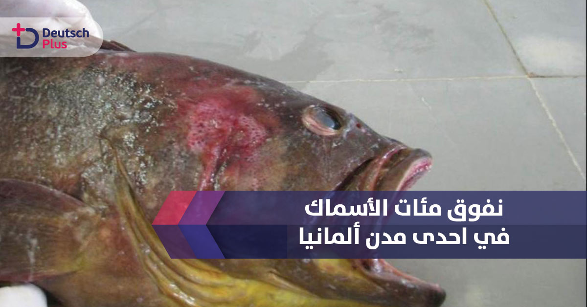 نفوق مئات الأسماك في احدى مدن ألمانيا