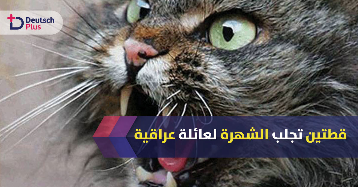 ما سبب تدخل دائرة الهجرة في شؤون عائلة عراقية بسبب قطتين ؟؟