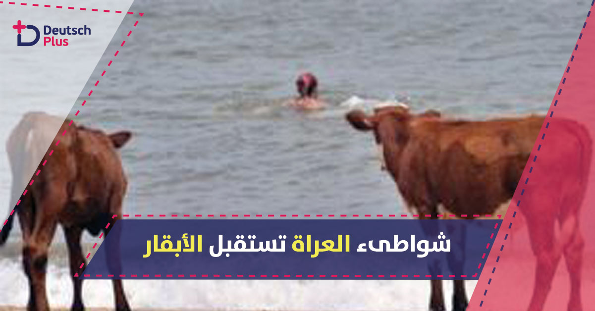 شواطىء العراة تستقبل الأبقار !!
