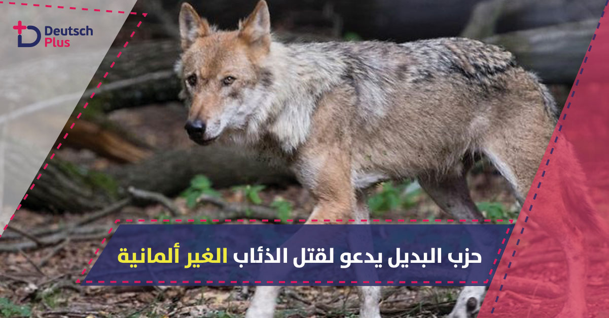 حزب البديل من أجل ألمانيا يرغب بقتل الذئاب غير الألمان