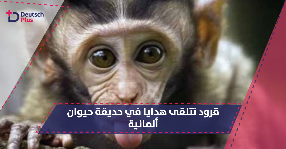 أكثر من 100 طرد من الهدايا لقرود حديقة الحيوان بمدينة شتوتغارت جنوبي ألمانيا