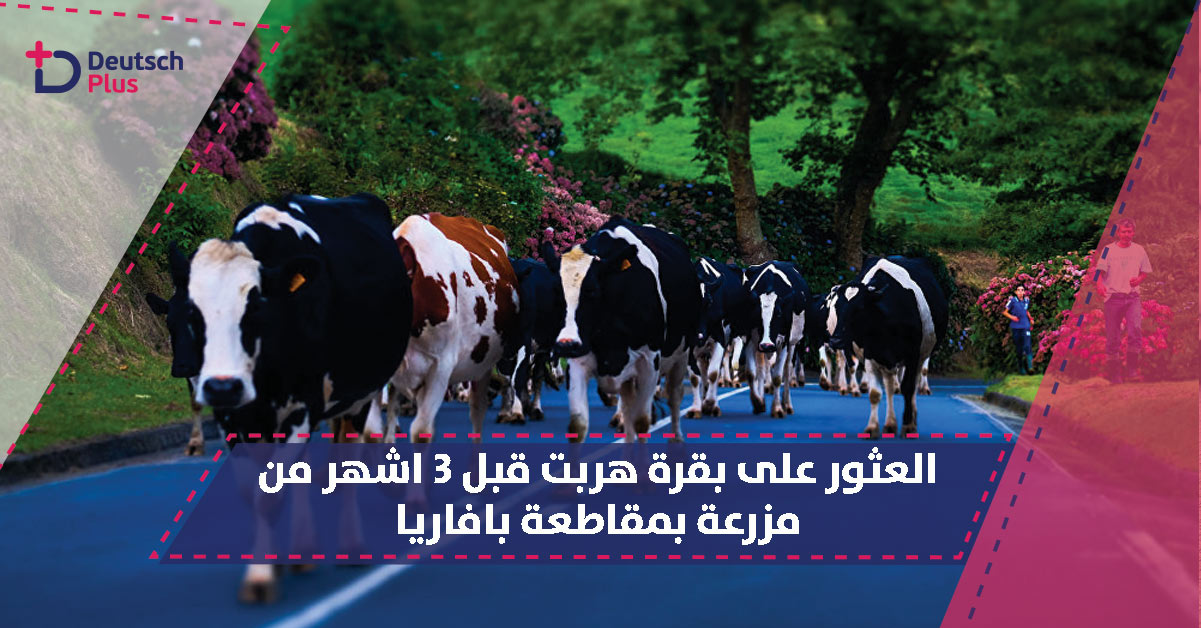 العثور على بقرة هربت قبل 3 اشهر من مزرعة بمقاطعة بافاريا